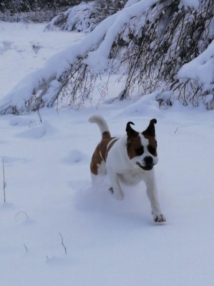 Photo de Bernadette, Saint-bernard pure race