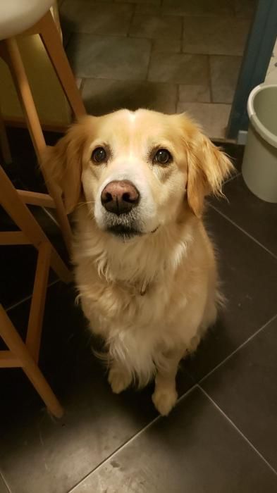 Photo d'Iroise, Golden Retriever crois� Labrador Retriever