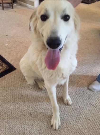 Photo de Jo, Montagne des Pyr�n�es crois� Labrador Retriever