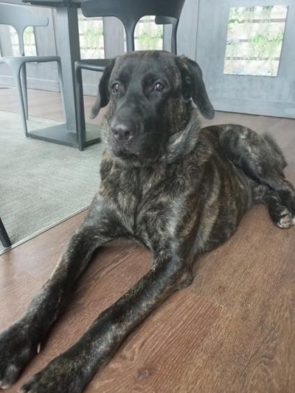 Photo de Kiss, Cane Corso crois� Bouvier bernois