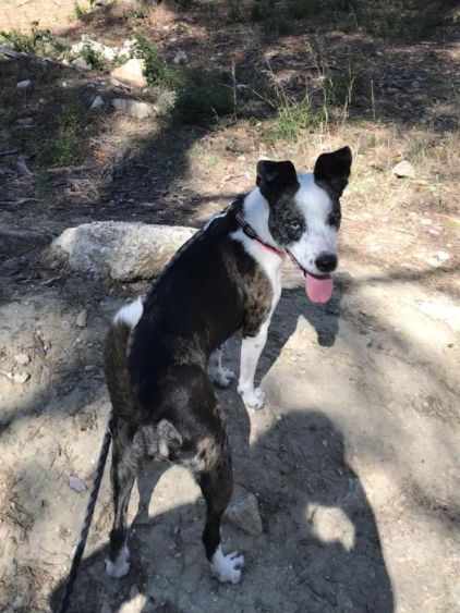 Photo de Taya, Staffordshire Bull Terrier crois� Berger australien