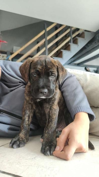 Photo de Ulysse, Cane Corso crois� Boxer