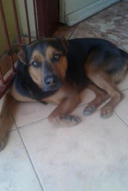 Photo de Boris, Rottweiler crois� Labrador Retriever