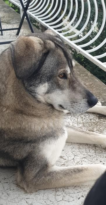 Photo de Balto, Husky crois� Chien-loup tch�coslovaque