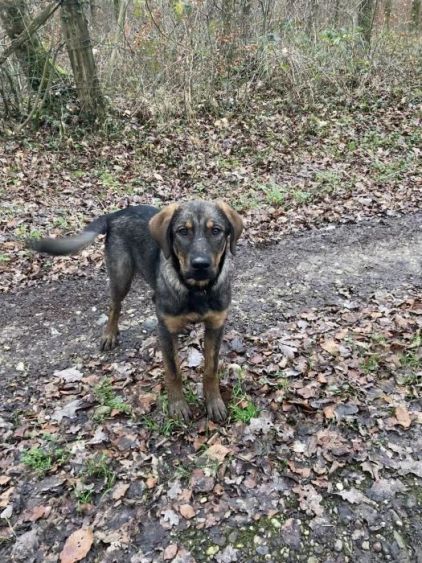 Photo de GIRARDOT, Berger d'Anatolie kangal crois� Beauceron