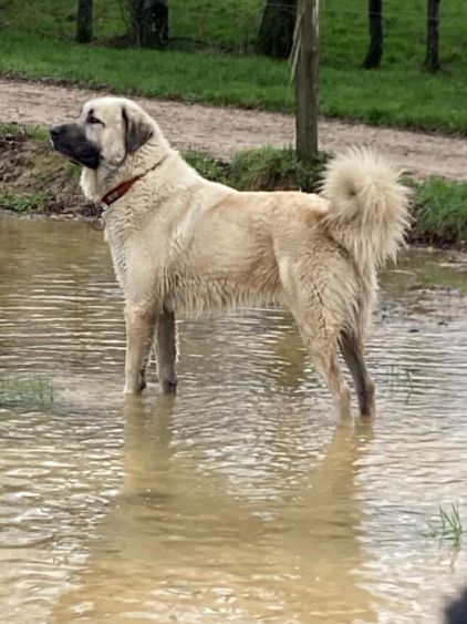 Photo de Tarzan, Berger d'Anatolie kangal pure race
