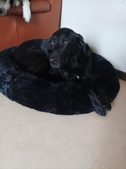 Photo de Pato, Labrador Retriever crois�