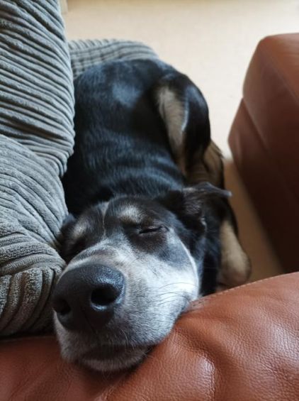Photo d'Undy, Husky crois� Berger Allemand