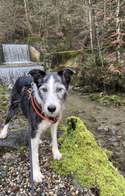 Photo de Flopy, Border Collie crois� Fox-terrier