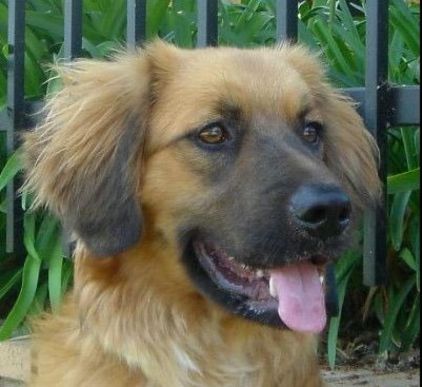 Photo de Lucy, Berger Allemand crois� Golden Retriever
