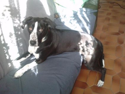 Photo de Belle, Border Collie crois� Labrador Retriever