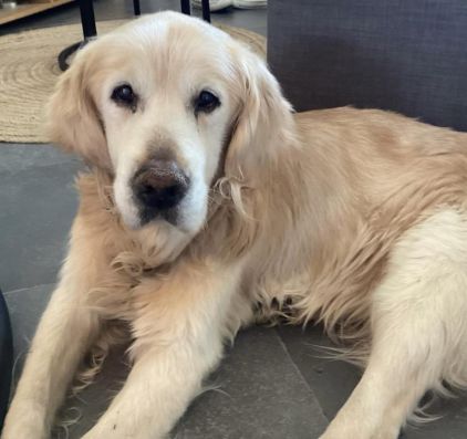 Photo de Shadow, Golden Retriever pure race