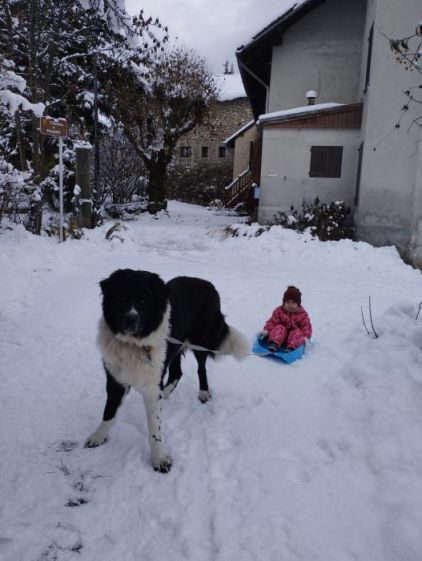 Photo de Dokhyi, Dogue du Tibet crois� Border Collie