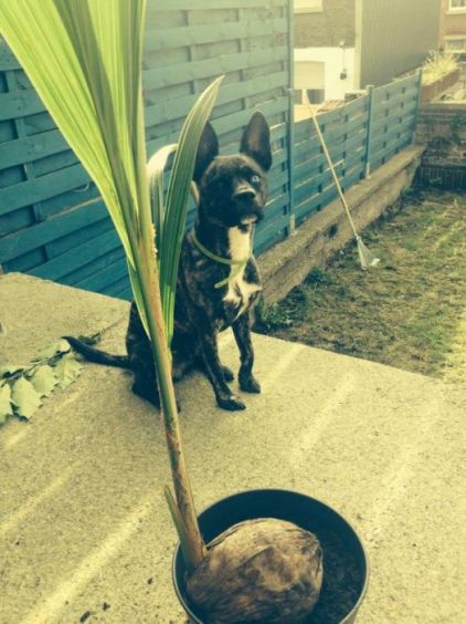 Photo de Boumba, Bouledogue fran�ais crois� Husky