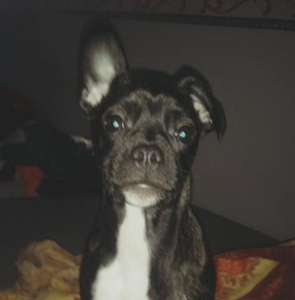 Photo de mya, Bouledogue fran�ais crois� Pinscher nain