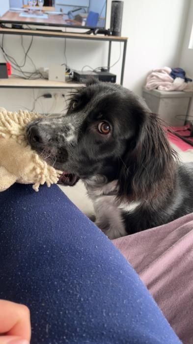Photo d'Ucco, Border Collie crois� Epagneul breton