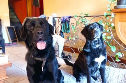 Photo de Janis, Terre-neuve crois� Labrador Retriever