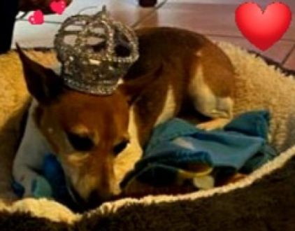 Photo de Gomette, Pinscher nain crois� Jack Russell terrier