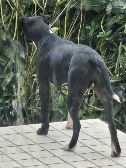 Photo de Ar�s et Sorna, American Staffordshire terrier crois� Border Collie