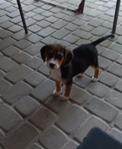 Photo d'Ubby, Beagle crois� Berger australien