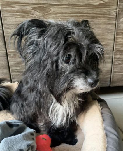 Photo de Cairn terrier