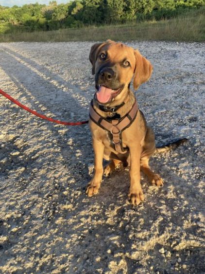 Photo de Koda, Epagneul breton crois� Berger cr�ole