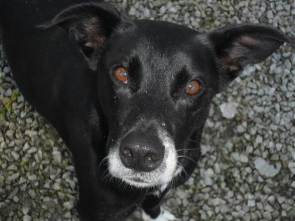 Photo de demo, Border Collie crois� L�vrier