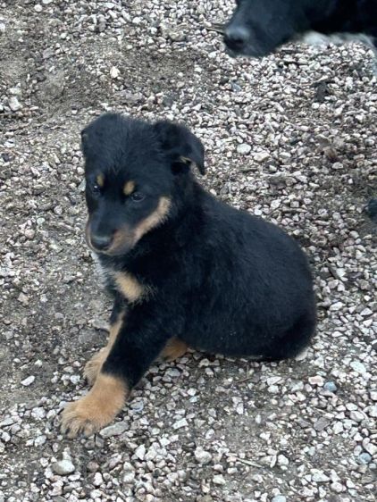 Photo de Vulka, Bouvier bernois crois� Beauceron