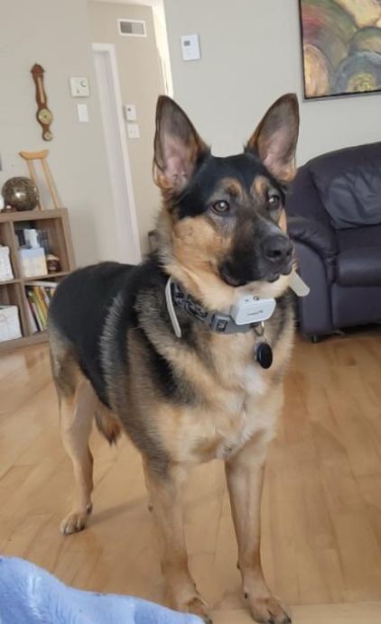 Photo de Bandit, Bouvier australien crois� Berger Allemand