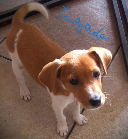 Photo de tagada, Jack Russell terrier pure race