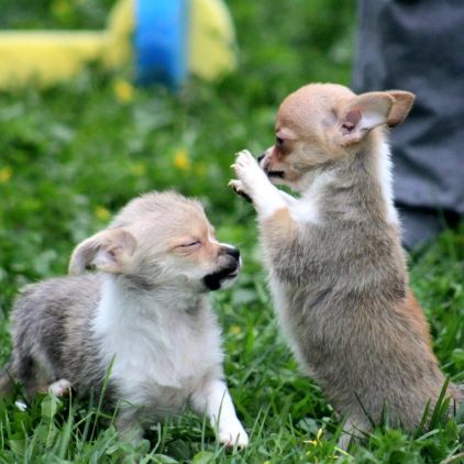 Photo de Pomchi, Chihuahua crois� Spitz nain