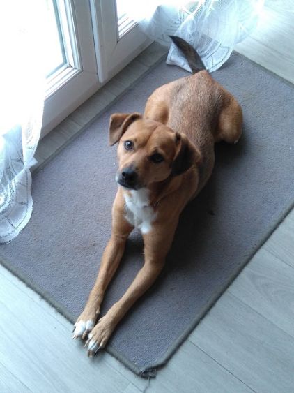 Photo de mozart, Jack Russell terrier crois� Jagdterrier