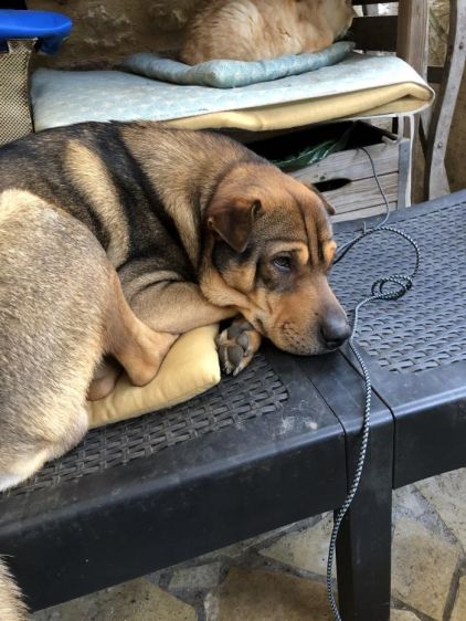 Photo de Sparky, Shar Pei crois� Berger australien