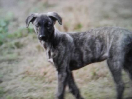 Photo de Milou, Lurcher pure race