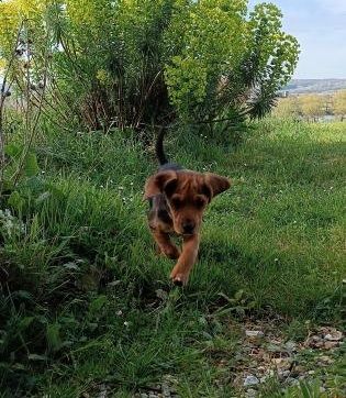 Photo de Rosie, Basset fauve de Bretagne crois� Beagle