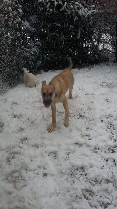 Photo de taiga, Bouledogue am�ricain crois� Chien-loup tch�coslovaque