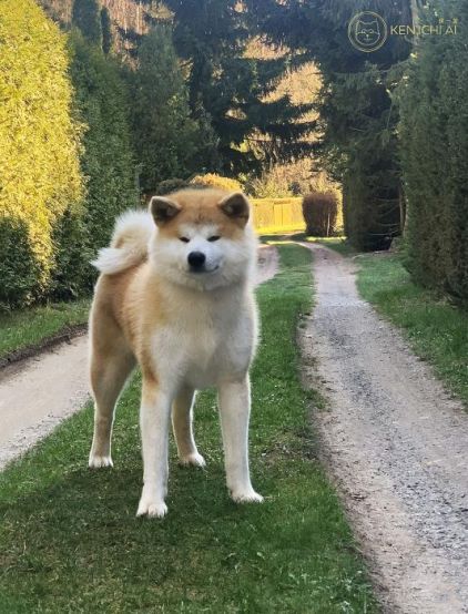 Photo de Juliusse, Akita pure race