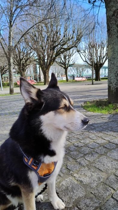 Photo de Naska, Berger australien crois� Husky