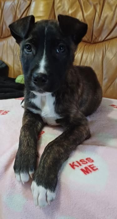 Photo de Ruvy, Berger Belge Malinois crois� Dogue argentin