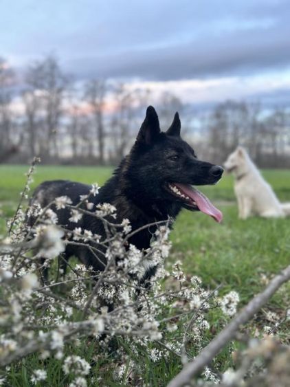 Photo de Chaussette, Border Collie crois� Husky