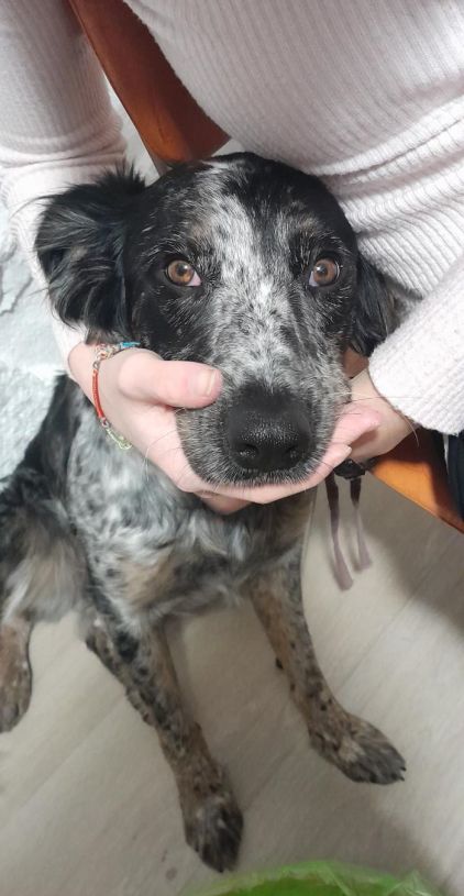 Photo de Yuki, Border Collie crois� Setter anglais