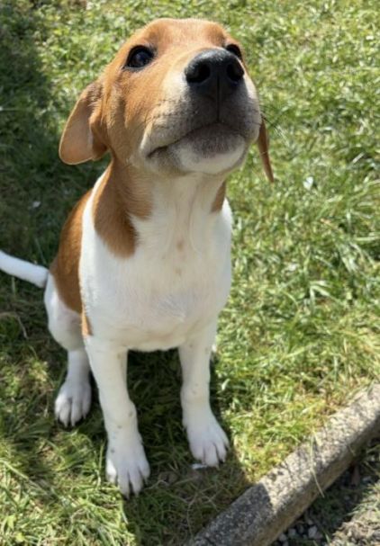 Photo de Urban, Rottweiler crois� Epagneul breton