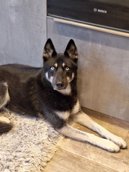 Photo de Pilow, Berger Belge Groenendael crois� Husky