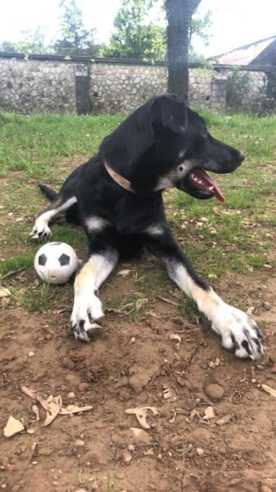 Photo de Raya, Beauceron crois� Rottweiler