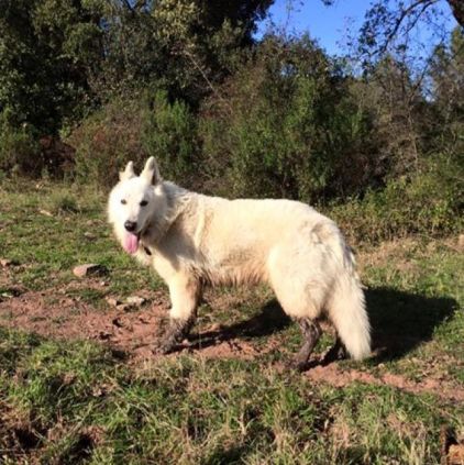 Photo de Hoppy, Berger blanc suisse pure race