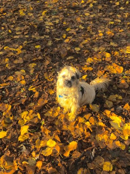Photo de Snoopy, Chihuahua crois� Yorkshire terrier