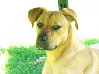 Photo de Beastie, corniaud Boxer American Staffordshire terrier