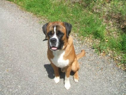 Photo de Django, Boxer crois� Saint-bernard