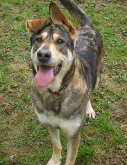 Photo de Dineka, Chien-loup tch�coslovaque crois�