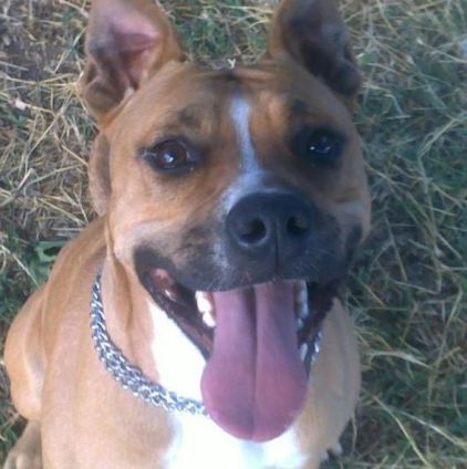 Photo d'Elleh, American Staffordshire terrier pure race